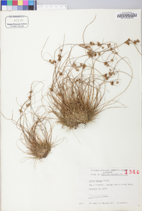 Juncus tenuis var. tenuis image