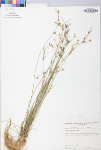 Juncus tenuis var. tenuis image