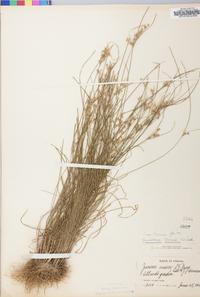 Juncus tenuis var. tenuis image