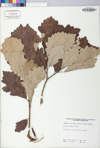 Quercus bicolor image