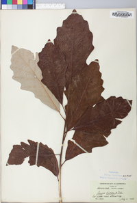 Quercus bicolor image