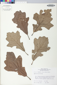 Quercus bicolor image