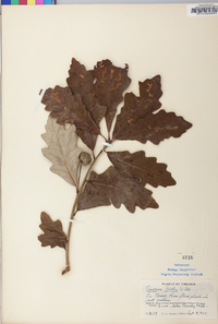 Quercus bicolor image