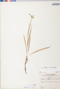 Luzula bulbosa image