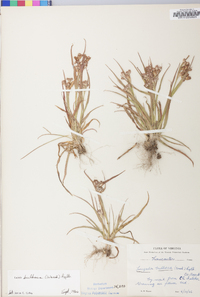 Luzula bulbosa image