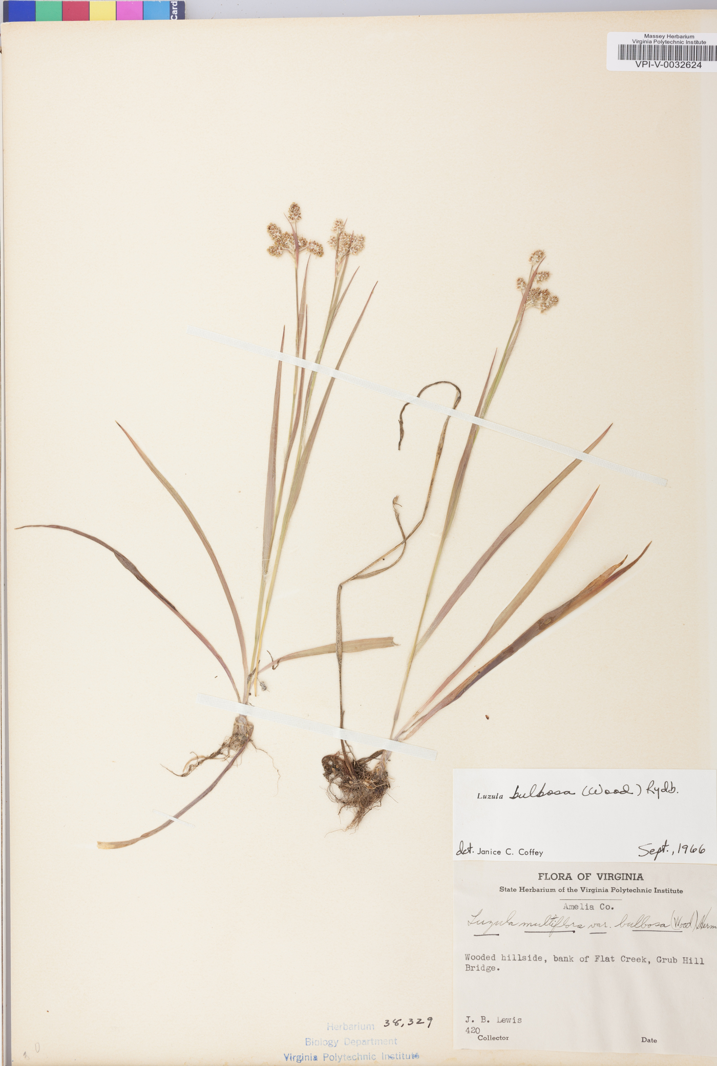 Luzula bulbosa image