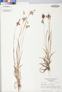 Luzula bulbosa image