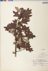 Quercus ilicifolia image