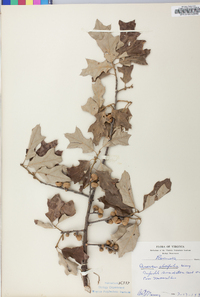 Quercus ilicifolia image