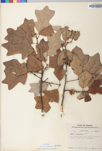 Quercus ilicifolia image