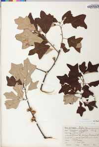 Quercus ilicifolia image