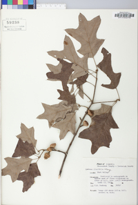 Quercus ilicifolia image