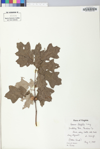 Quercus ilicifolia image