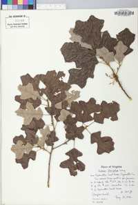 Quercus ilicifolia image