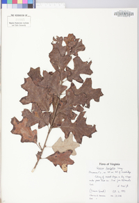 Quercus ilicifolia image