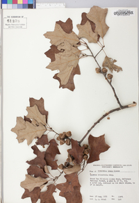 Quercus ilicifolia image