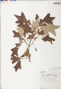 Quercus ilicifolia image