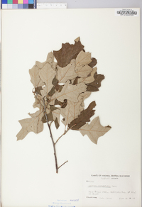 Quercus ilicifolia image