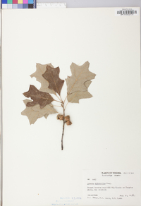 Quercus ilicifolia image