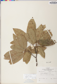 Quercus imbricaria image