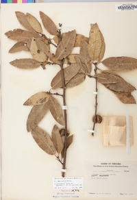 Quercus imbricaria image