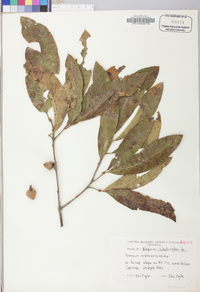 Quercus imbricaria image