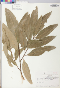 Quercus imbricaria image