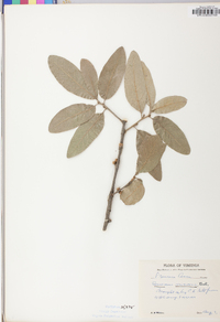 Quercus incana image