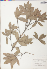 Quercus incana image