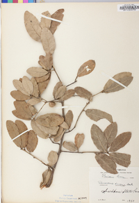 Quercus incana image