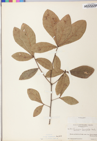 Quercus laurifolia image