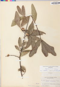 Quercus laurifolia image