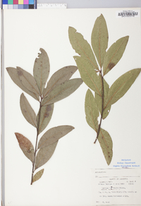 Quercus laurifolia image