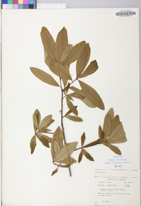 Quercus laurifolia image