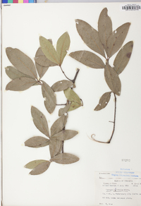 Quercus laurifolia image