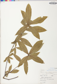 Quercus laurifolia image