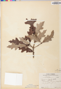 Quercus lyrata image