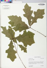 Quercus lyrata image