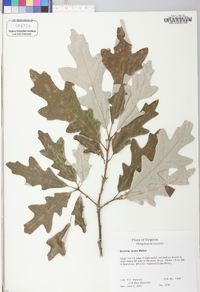 Quercus lyrata image