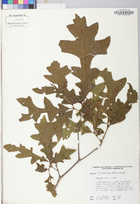 Quercus lyrata image