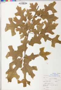 Quercus lyrata image