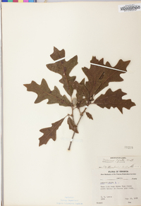 Quercus lyrata image