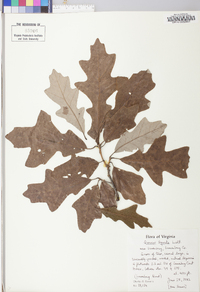 Quercus lyrata image