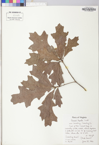 Quercus lyrata image