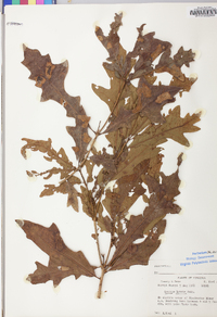 Quercus lyrata image