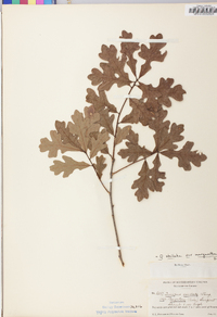 Quercus margaretta image