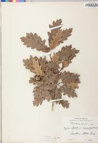 Quercus margaretta image