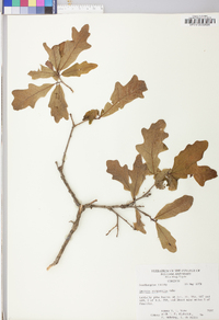 Quercus margaretta image