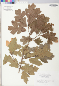 Quercus margaretta image