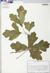 Quercus margaretta image